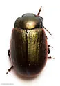 Chrysolina marginata - photo 4