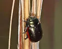 Chrysolina marginata - photo 5