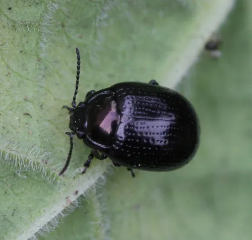 Chrysolina oricalcia - Chrysolina oricalcia