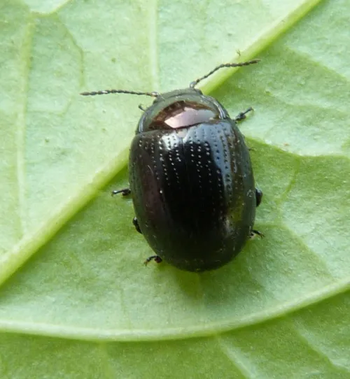 Chrysolina oricalcia - photo 2