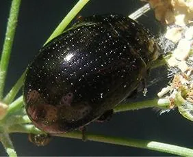 Chrysolina oricalcia - photo 3