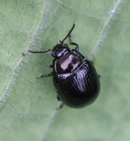 Chrysolina oricalcia - photo 4