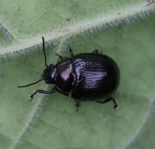 Chrysolina oricalcia - photo 5