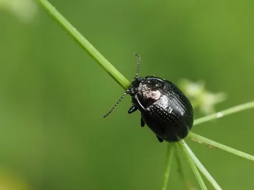 Chrysolina oricalcia - photo 6
