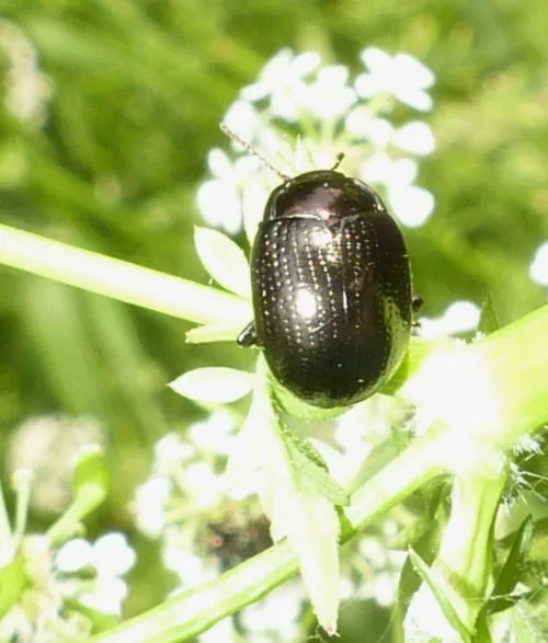 Chrysolina oricalcia - photo 7