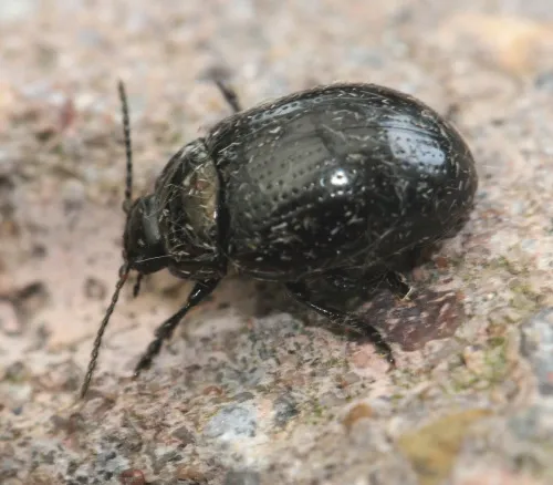 Chrysolina oricalcia - photo 8