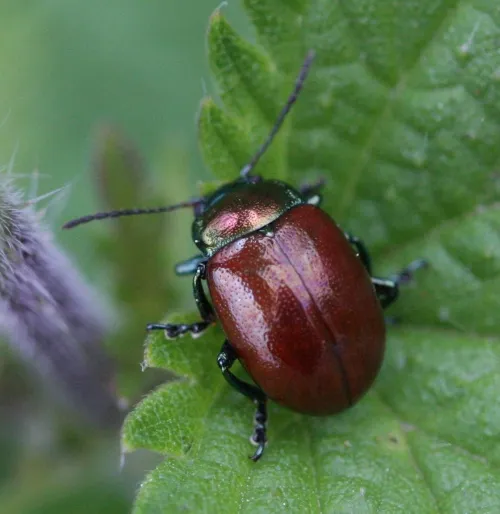 Chrysolina polita - photo 8