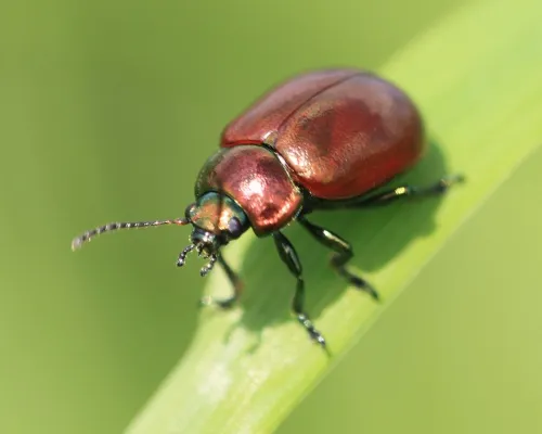 Chrysolina polita