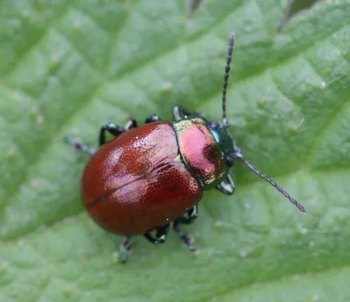 Chrysolina polita - photo 2
