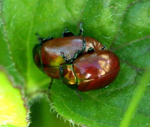 Chrysolina polita - photo 3