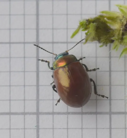 Chrysolina polita - photo 4