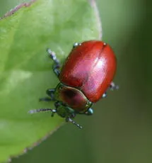 Chrysolina polita - photo 5