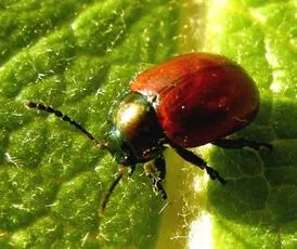 Chrysolina polita - photo 6