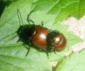 Chrysolina polita - photo 7