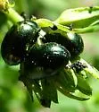 Klamath Weed Beetle - photo 2