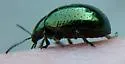 Klamath Weed Beetle - photo 3