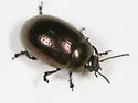 Klamath Weed Beetle - photo 4