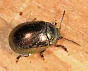 Klamath Weed Beetle - photo 5