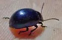 Chrysolina schaefferi