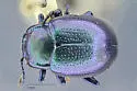 Chrysolina schaefferi - photo 2