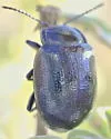Chrysolina schaefferi - photo 3