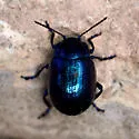Chrysolina schaefferi - photo 4