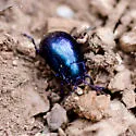Chrysolina schaefferi - photo 5