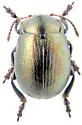 Chrysolina septentrionalis
