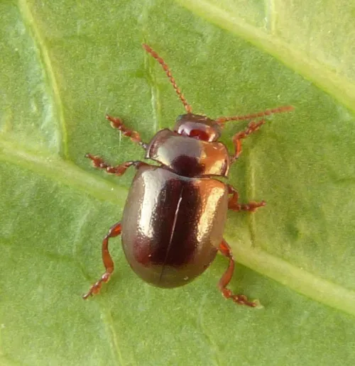 Chrysolina staphylaea - Chrysolina staphylaea