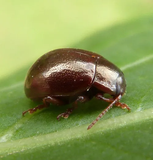 Chrysolina staphylaea - photo 2