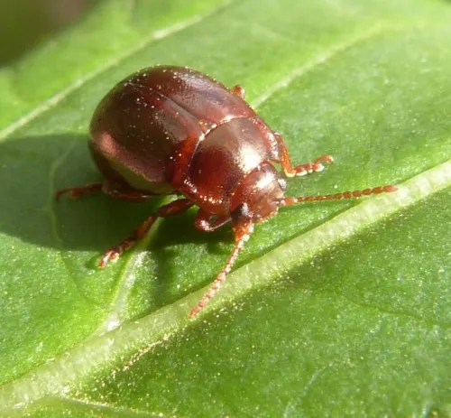 Chrysolina staphylaea - photo 3