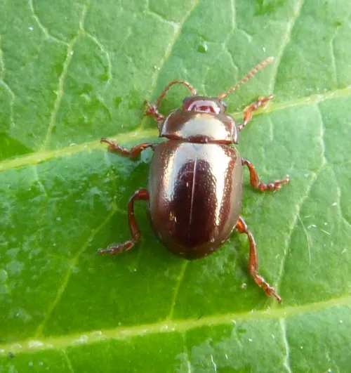 Chrysolina staphylaea - photo 4