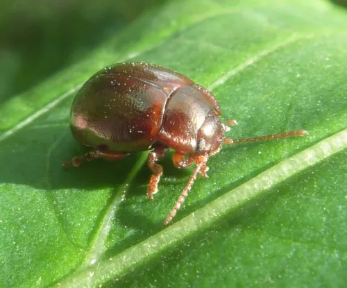 Chrysolina staphylaea - photo 5