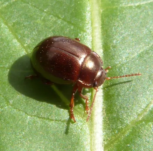 Chrysolina staphylaea - photo 6