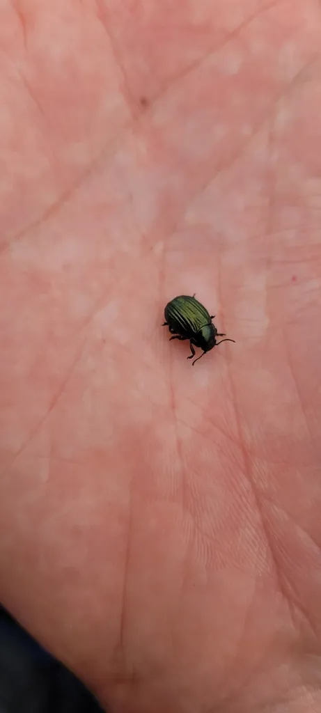 Chrysolina subsulcata - photo 2