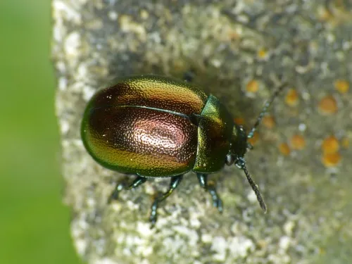 Chrysolina varians - Chrysolina varians