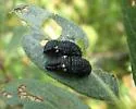 Chrysomela aeneicollis