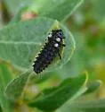Chrysomela aeneicollis - photo 2