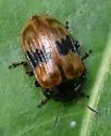 Chrysomela aeneicollis - photo 4