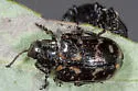 Chrysomela aeneicollis - photo 5