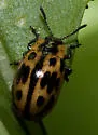 Chrysomela confluens - photo 2
