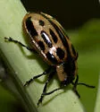 Chrysomela confluens - photo 3