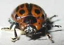 Chrysomela confluens - photo 4
