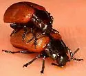 Aspen Leaf Beetle