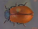 Aspen Leaf Beetle - photo 2