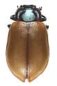 Aspen Leaf Beetle - photo 3