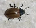 Aspen Leaf Beetle - photo 4