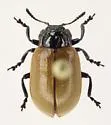 Aspen Leaf Beetle - photo 5