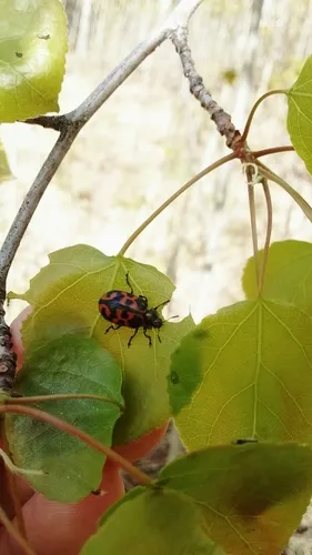 Chrysomela falsa