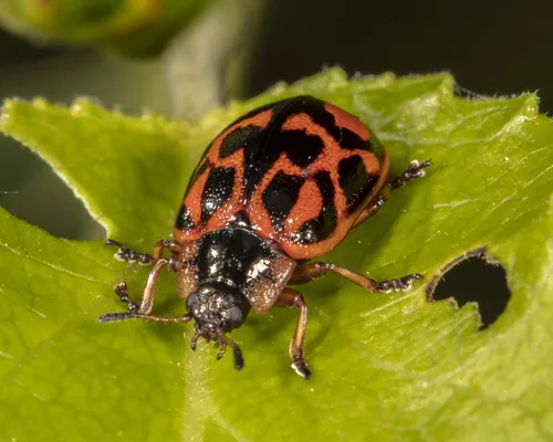 Chrysomela falsa - photo 2